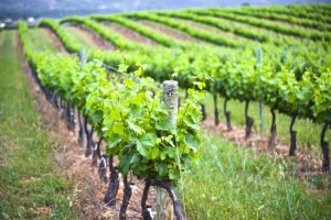 Wine Harvest Spain